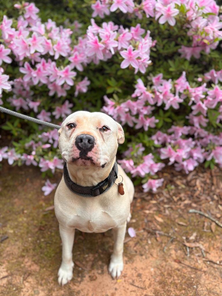 Potato, a Adoptable mixed breed in Madison, GA image 4/5