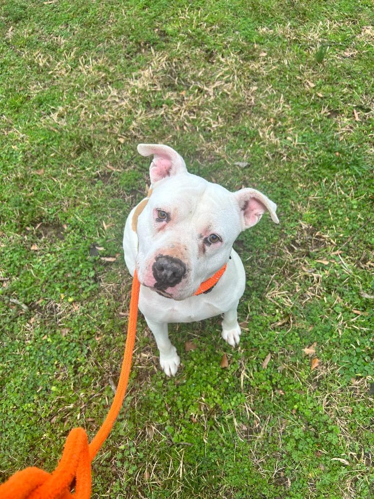 Enlarge Potato, a Adoptable mixed breed in Madison, GA image 4/4