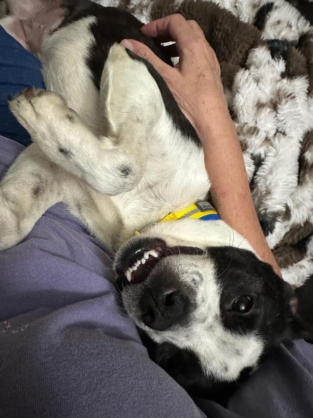 Enlarge Harley Quinn, an adopted mixed breed in Plattsmouth, NE image 4/4