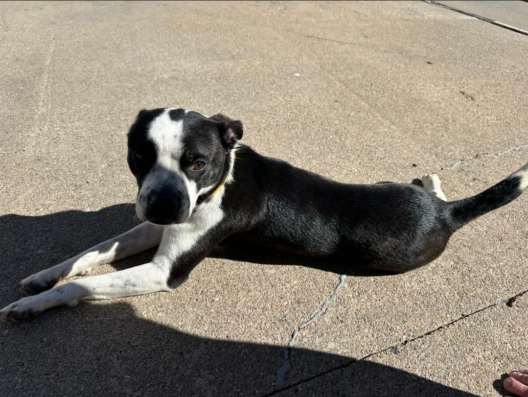 Enlarge Harley Quinn, an adopted mixed breed in Plattsmouth, NE image 3/4