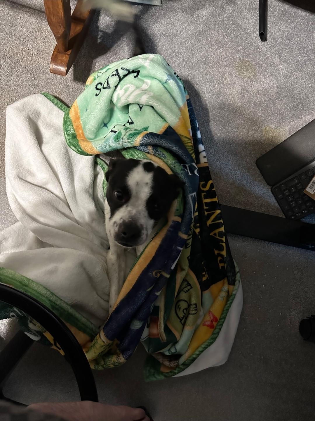 Enlarge Harley Quinn, an adopted mixed breed in Plattsmouth, NE image 2/4