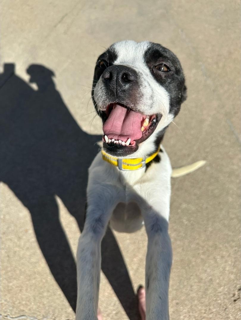 Harley Quinn, adopted, Adult Female Boston Terrier.