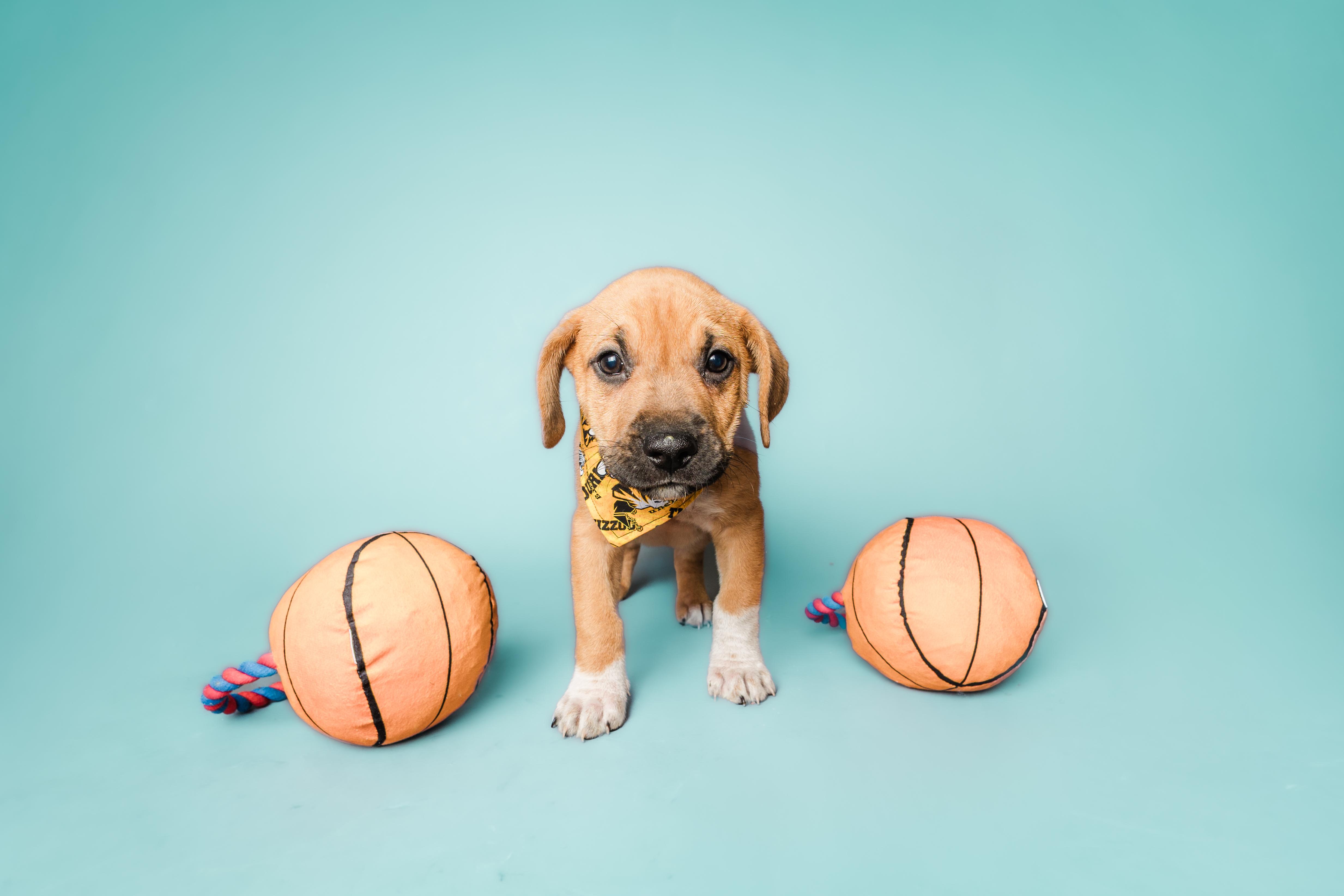 Enlarge March Madness Litter, a ADOPTABLE Mixed Breed in Columbia, MO image 4/5