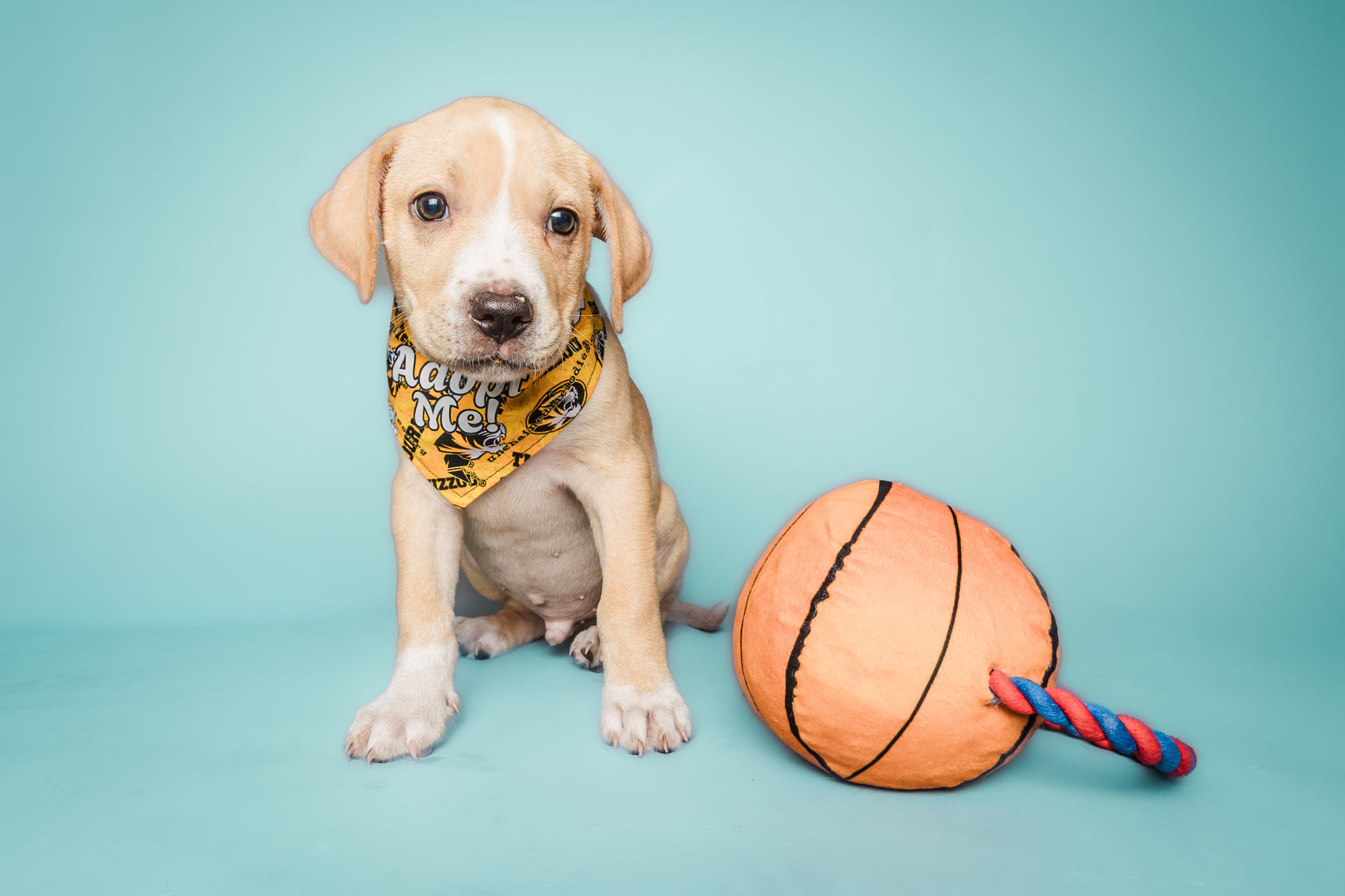 Enlarge March Madness Litter, a ADOPTABLE Mixed Breed in Columbia, MO image 3/5