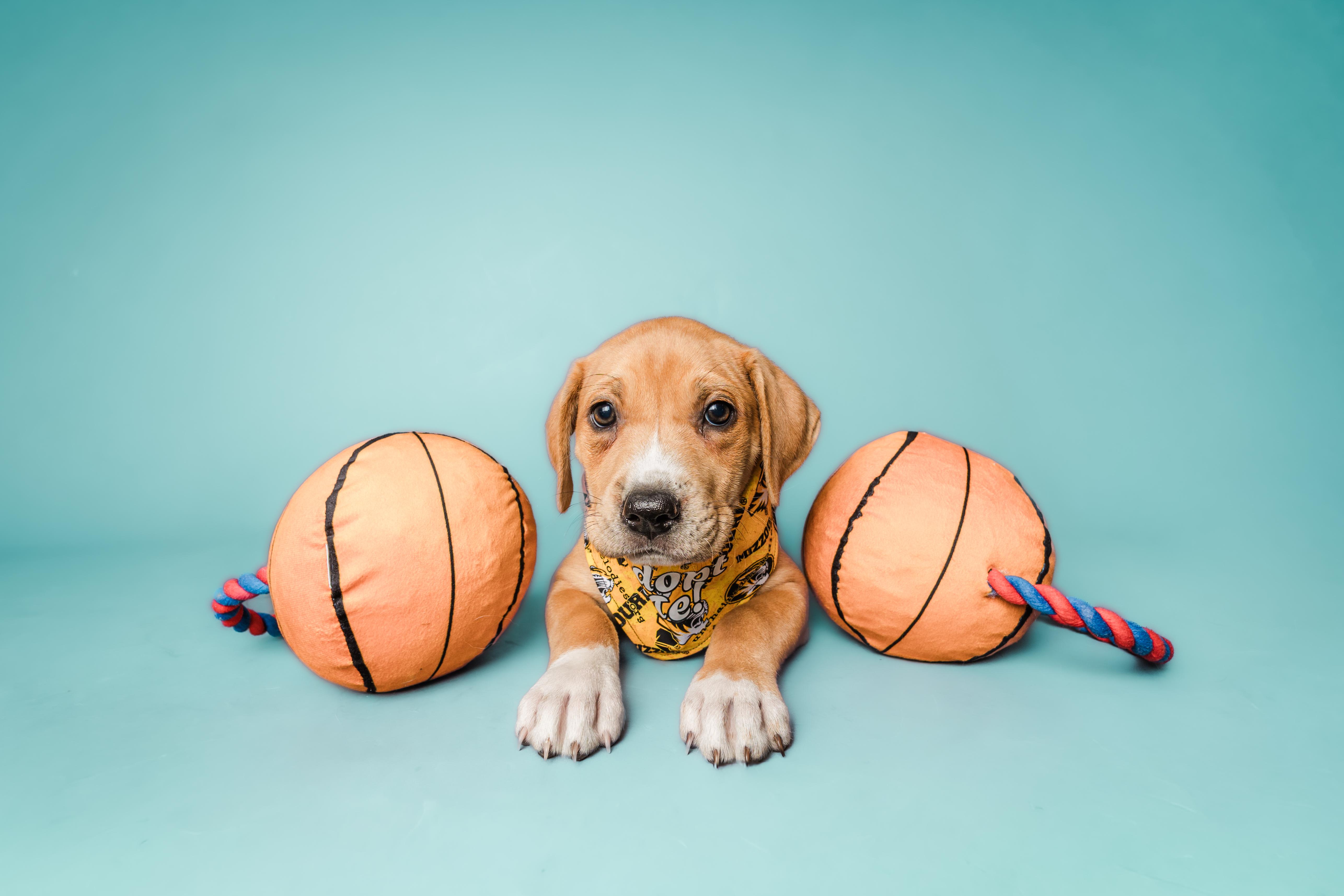 Enlarge March Madness Litter, a ADOPTABLE Mixed Breed in Columbia, MO image 5/5
