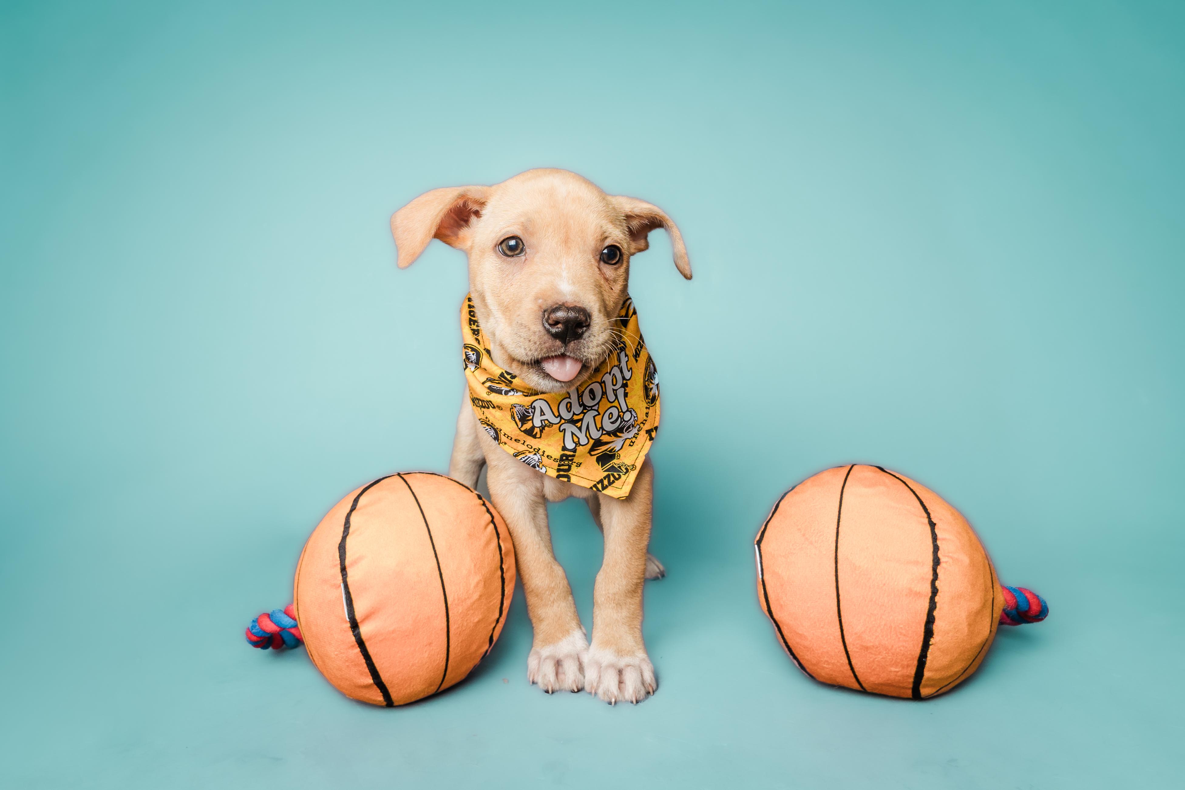 Enlarge March Madness Litter, a ADOPTABLE Mixed Breed in Columbia, MO image 2/5