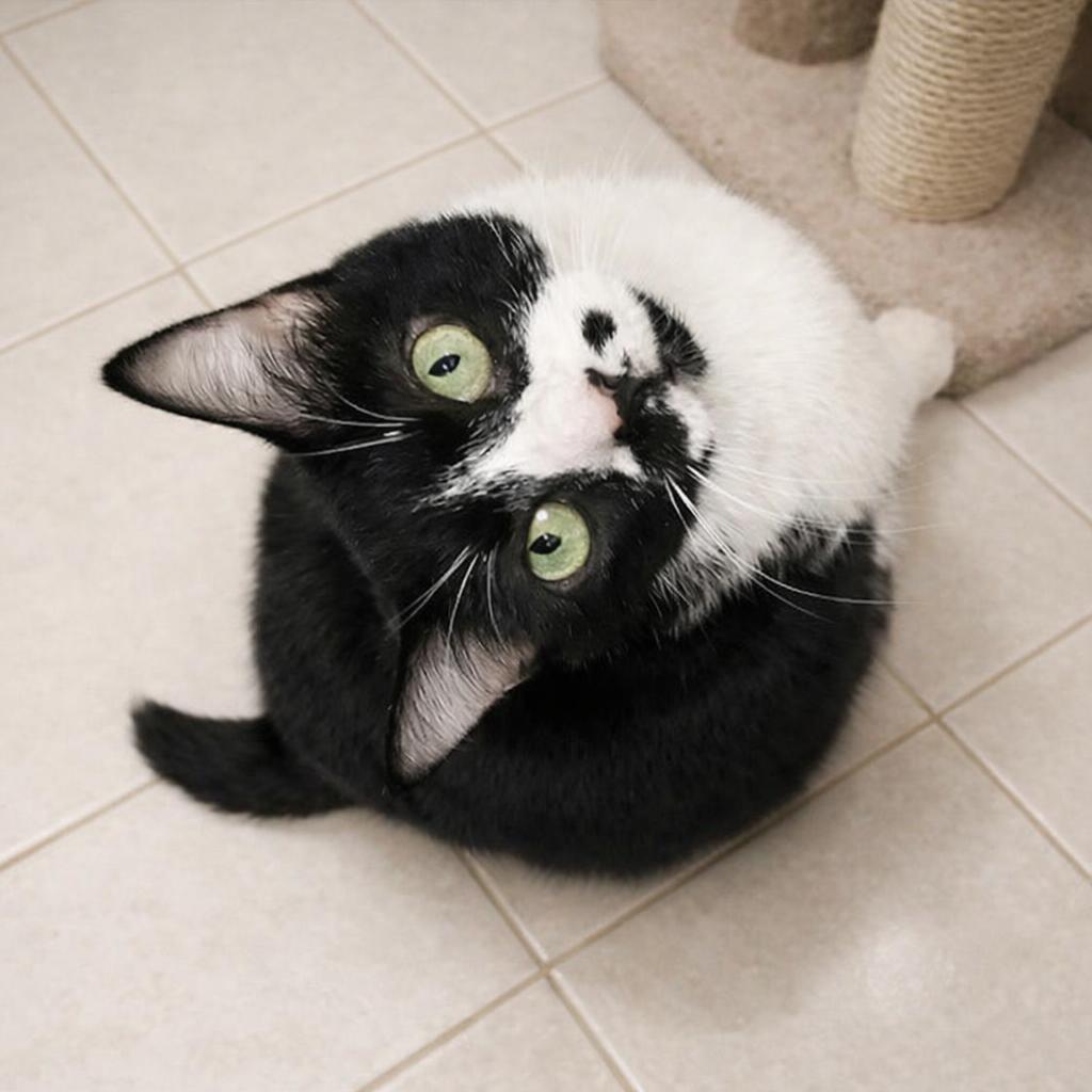 Enlarge Sheba , a Adoptable Tuxedo in Hillsboro, TX image 5/5