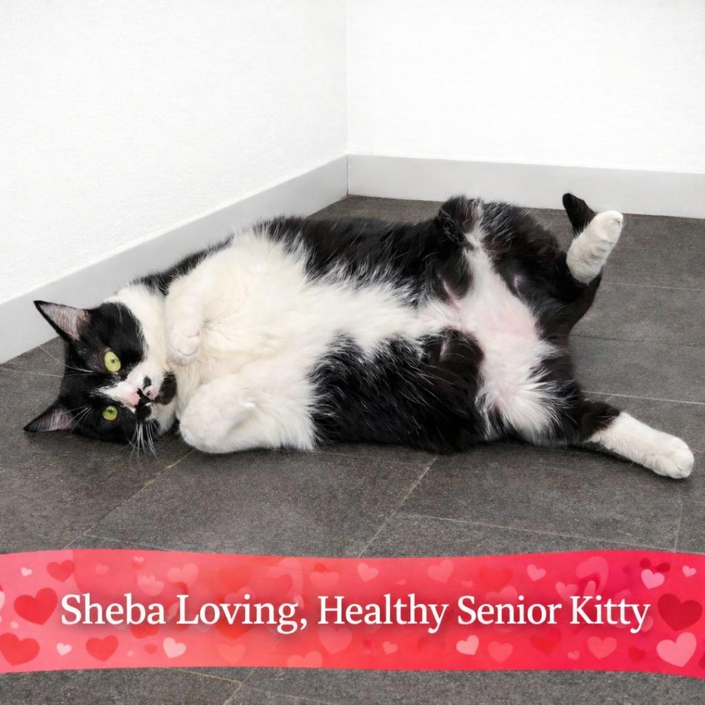 Enlarge Sheba , a Adoptable Tuxedo in Hillsboro, TX image 4/5