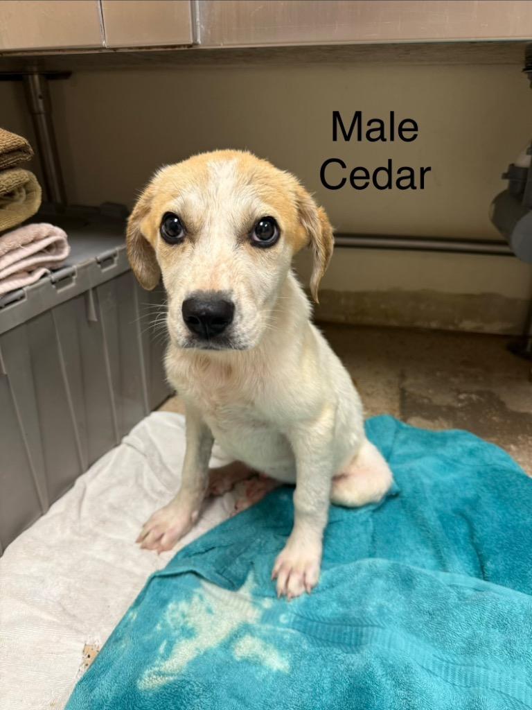 Cedar, Adoptable, Puppy Male Hound.