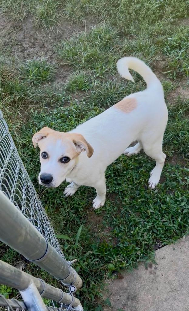 Enlarge Cedar, a Adoptable mixed breed in West Union, OH image 2/2