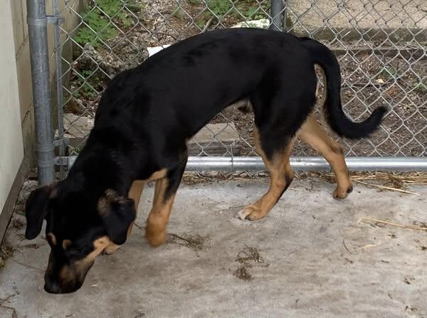 Ryder, an adoptable Rottweiler in Kalkaska, MI, 49646 | Photo Image 1