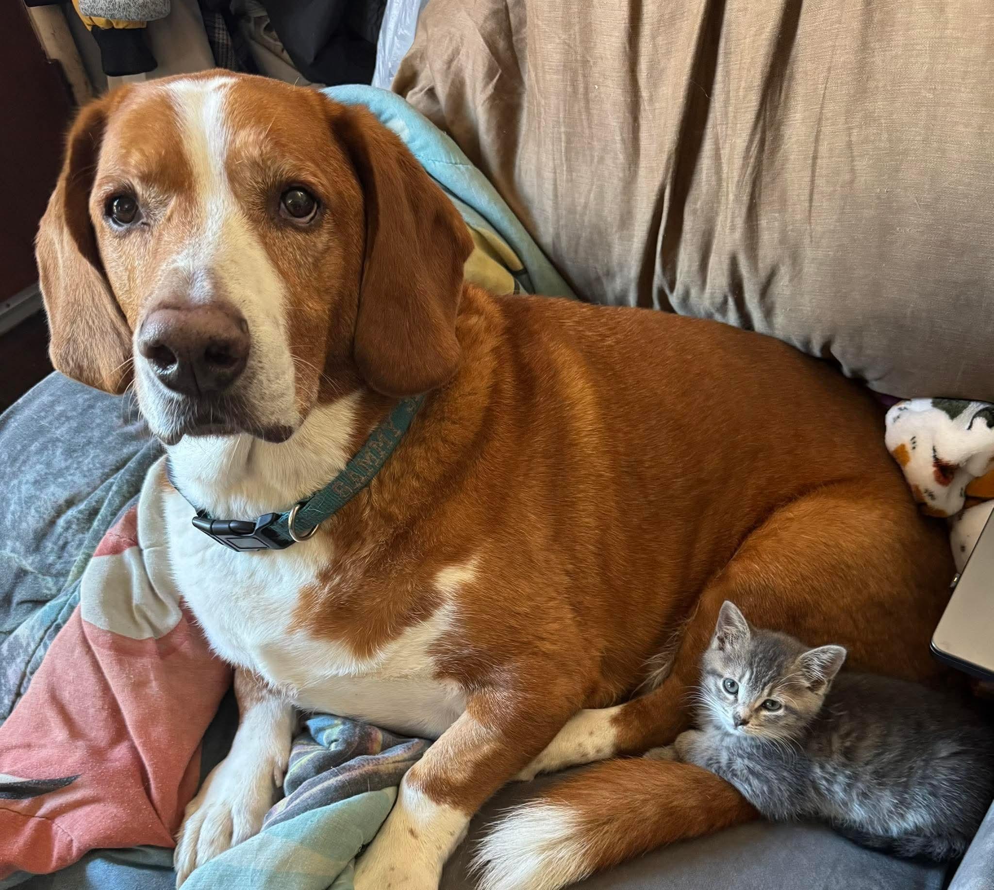 Cookie, Adopted, Kitten Female Tabby.