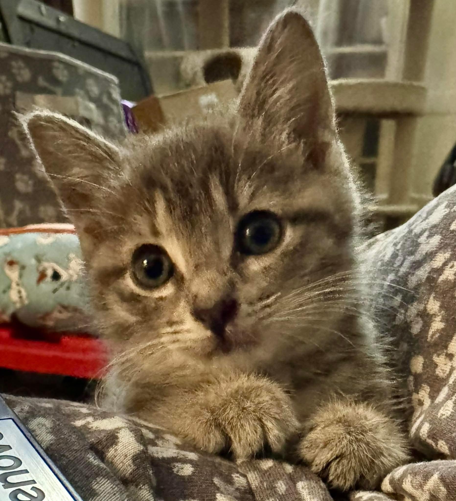 Cookie, a Adopted Tabby in Arnold, MO image 2/2