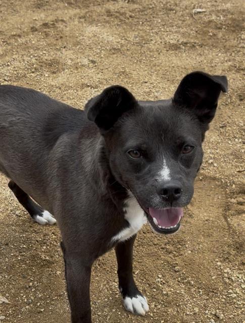 GWEN, Adoptable, Adult Female Labrador Retriever & Mixed Breed.