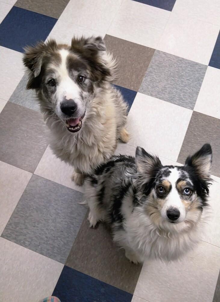 Minnie, Adoptable, Adult Female Australian Shepherd.