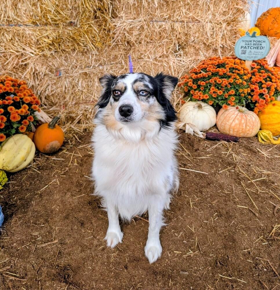 Enlarge Minnie, a Adoptable mixed breed in Evergreen, CO image 3/5