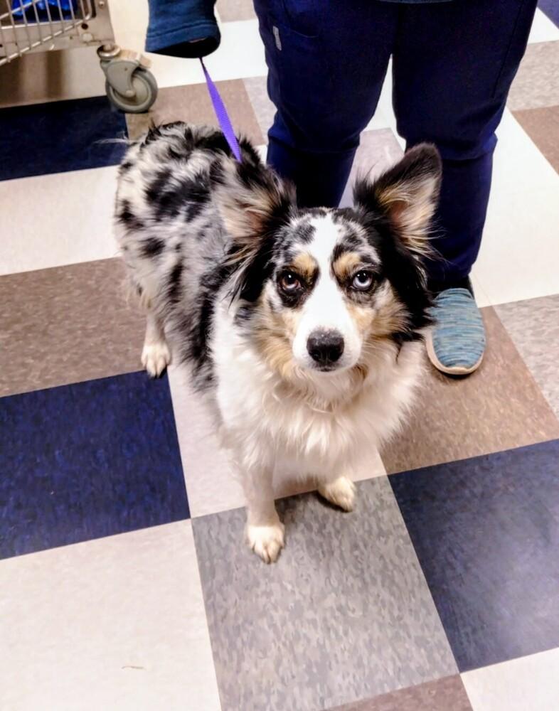 Enlarge Minnie, a Adoptable mixed breed in Evergreen, CO image 5/5