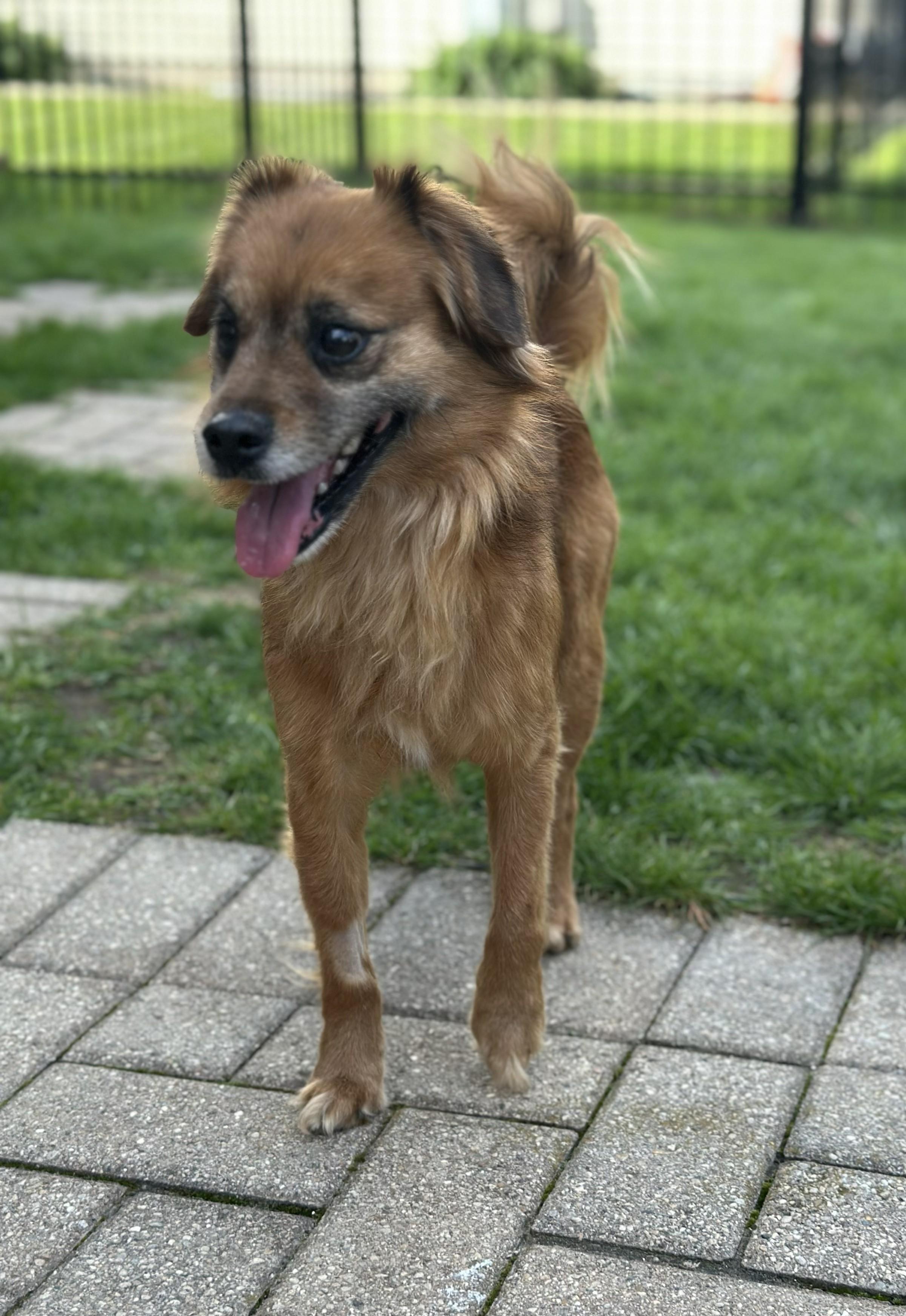 Enlarge Elio aka Leo, a ADOPTABLE mixed breed in Bartlett, IL image 3/6
