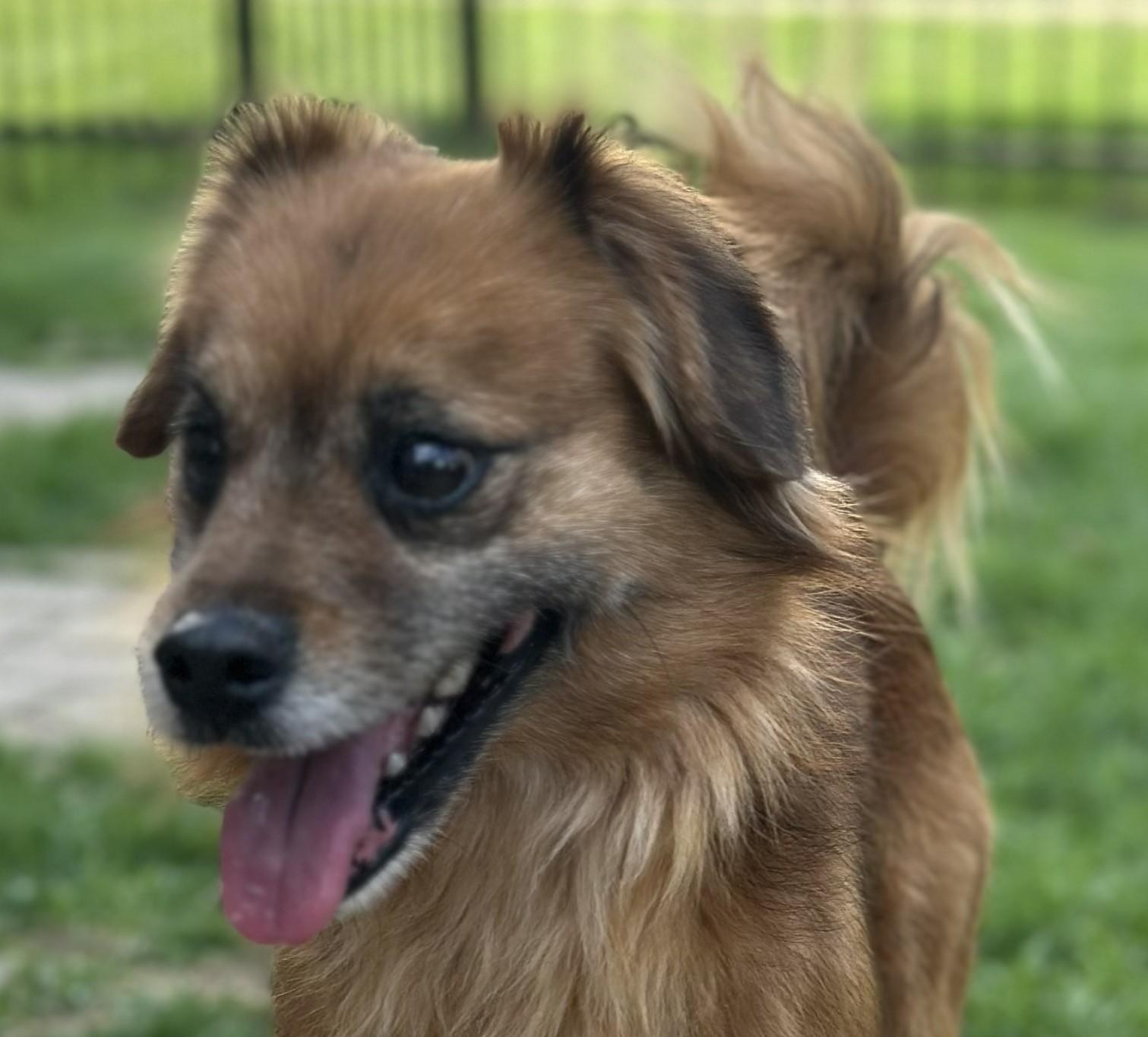 Enlarge Elio aka Leo, a ADOPTABLE mixed breed in Bartlett, IL image 5/6