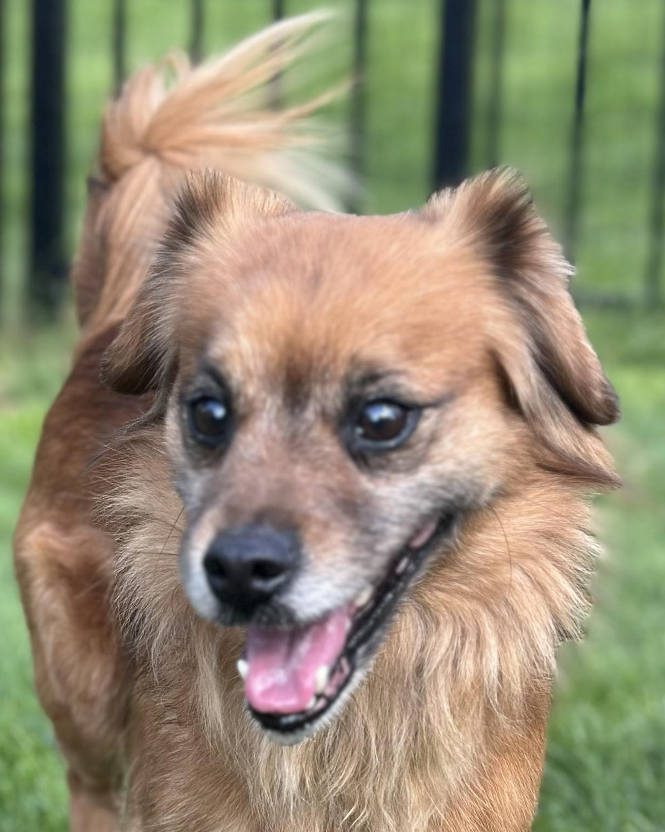 Elio aka Leo, ADOPTABLE, Adult Male Chihuahua.