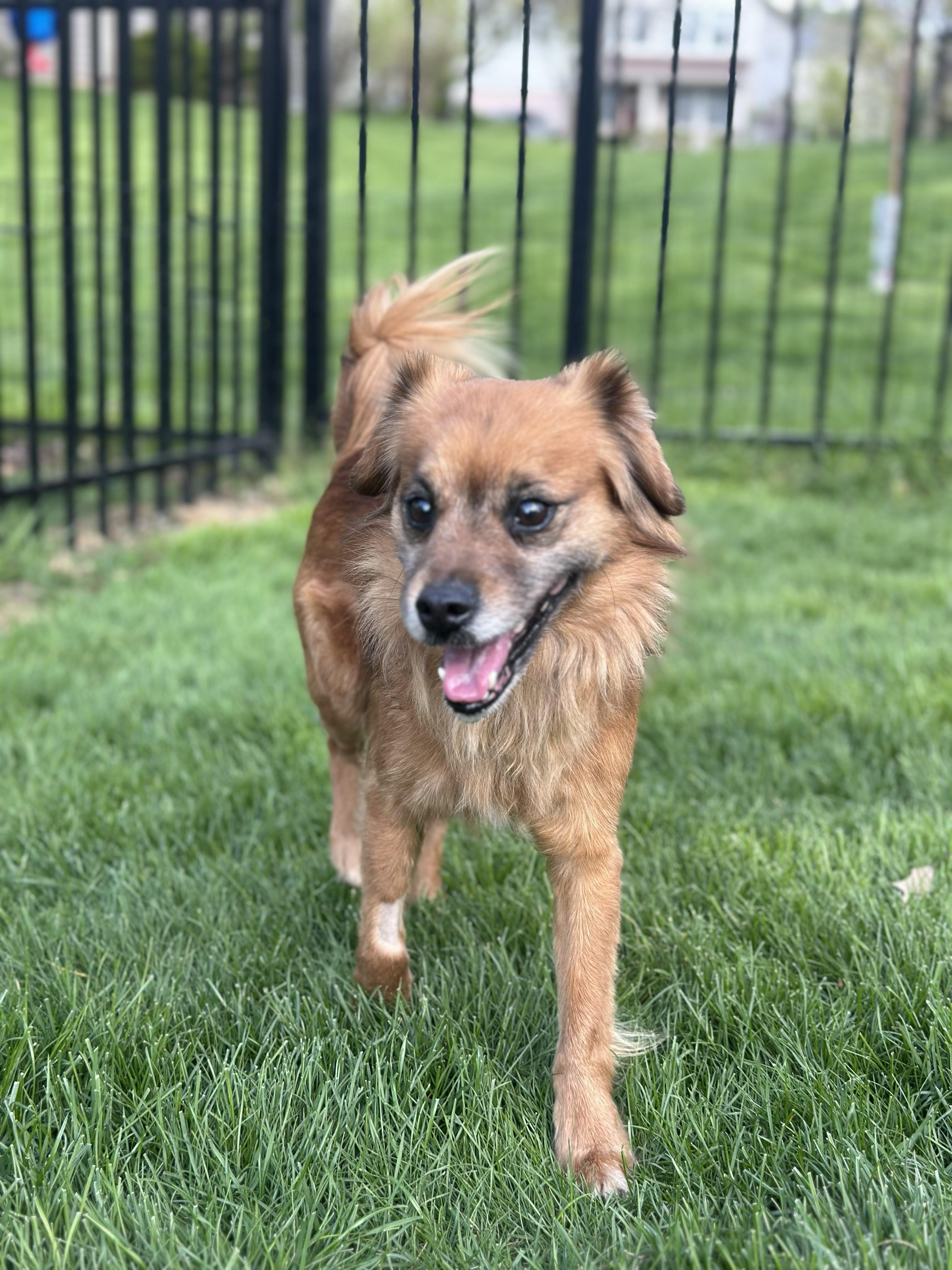 Enlarge Elio aka Leo, a ADOPTABLE mixed breed in Bartlett, IL image 6/6