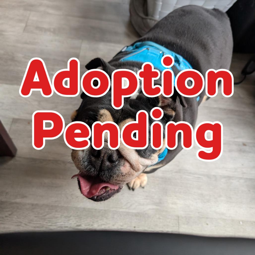 Cali II 26-001, Adoptable, Senior Female English Bulldog.