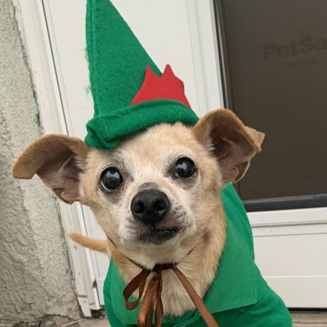 Peter Pan, Adoptable, Adult Male Chihuahua.