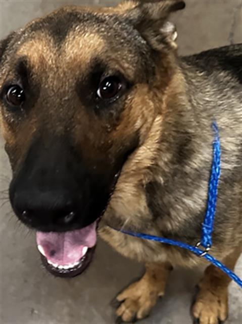 Enlarge JR, a Adoptable German Shepherd Dog in Dallas, TX image 1/1