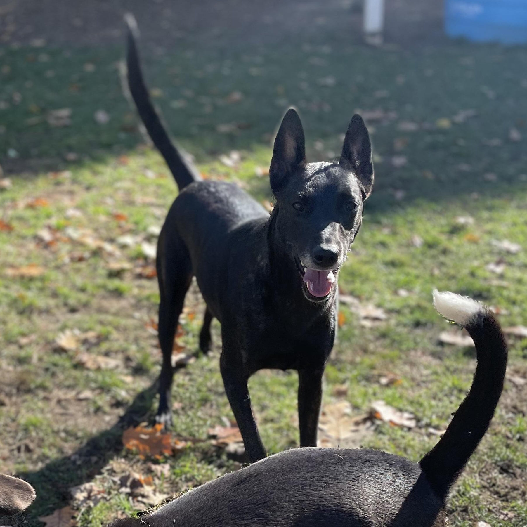 Cleopatra, Adoptable, Adult Female Dutch Shepherd & Belgian Shepherd / Malinois.
