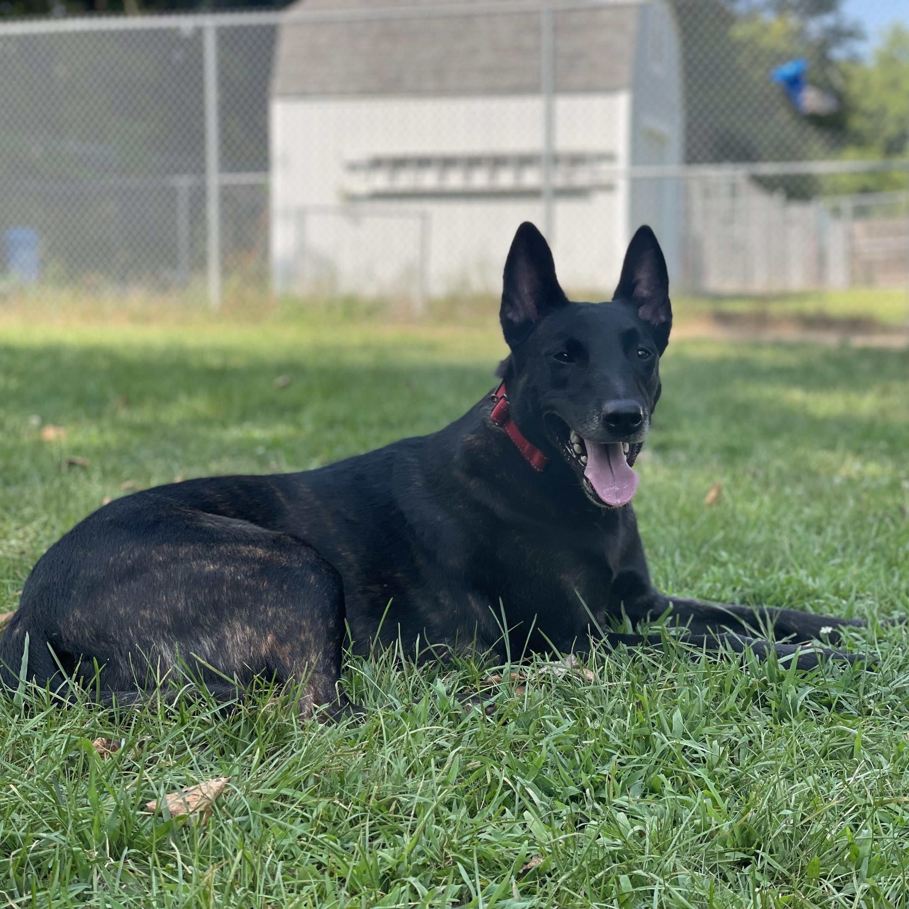 Cleopatra, a Adoptable mixed breed in Bridgton, ME image 2/4