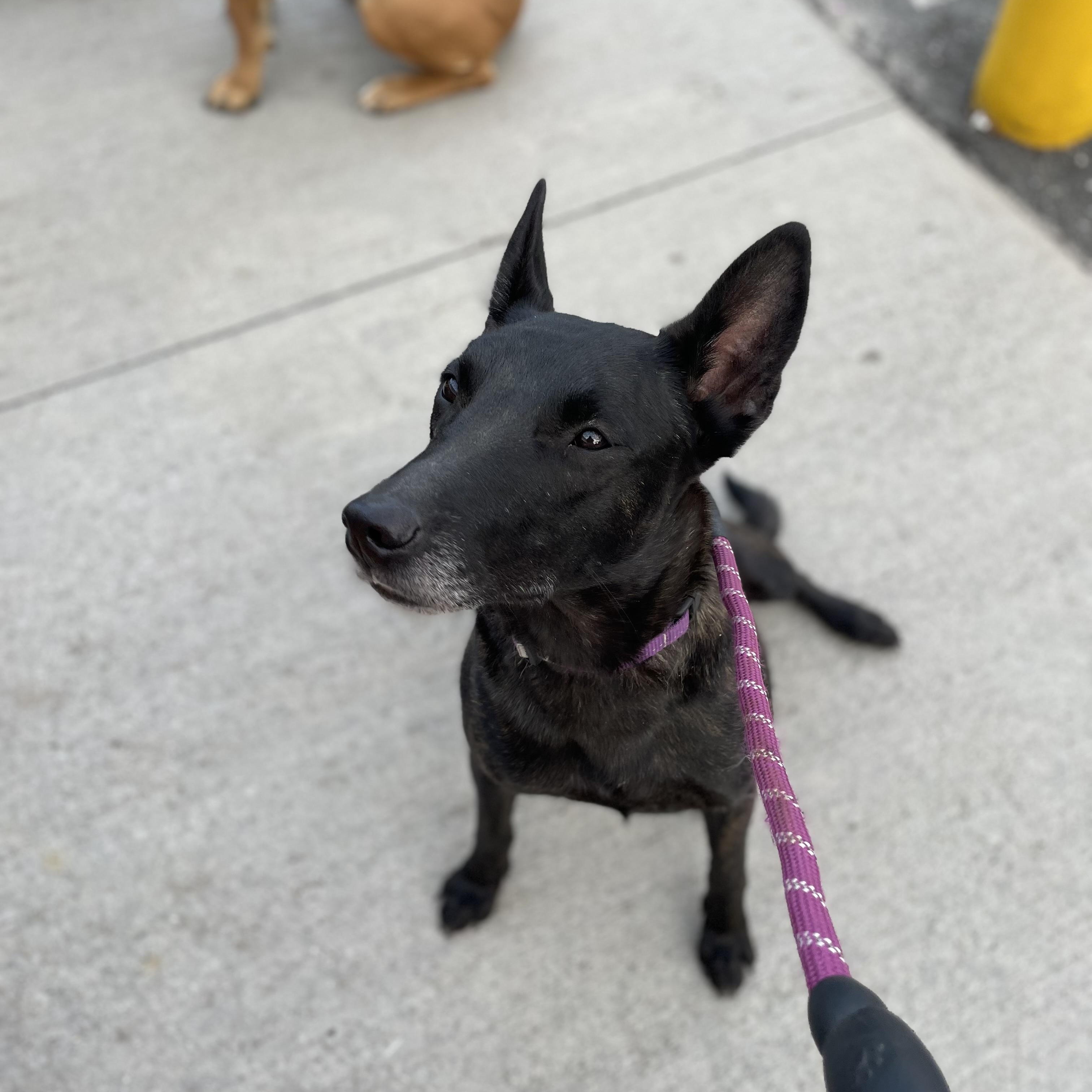 Cleopatra, a Adoptable mixed breed in Bridgton, ME image 3/4