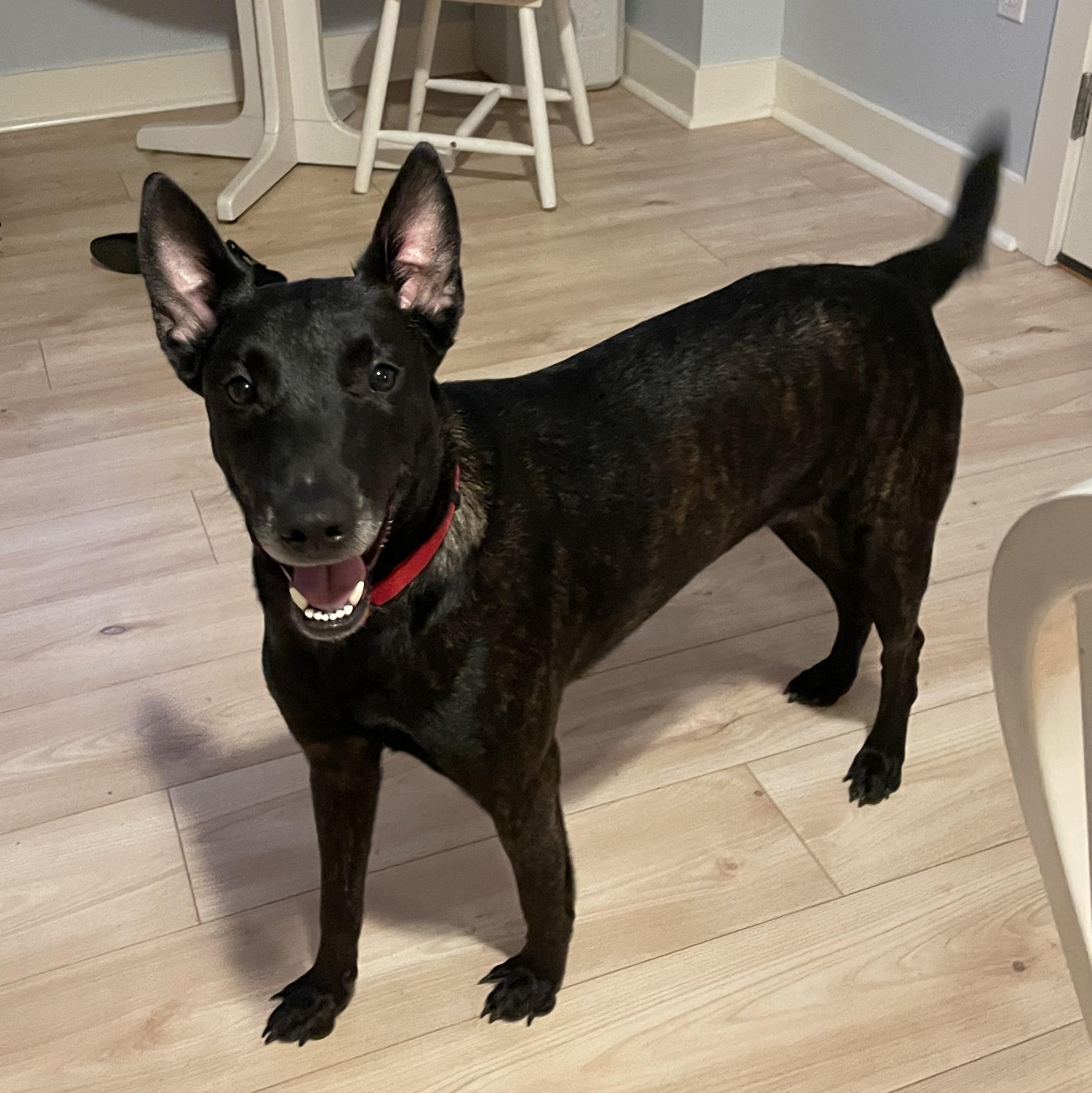 Cleopatra, a Adoptable mixed breed in Bridgton, ME image 4/4