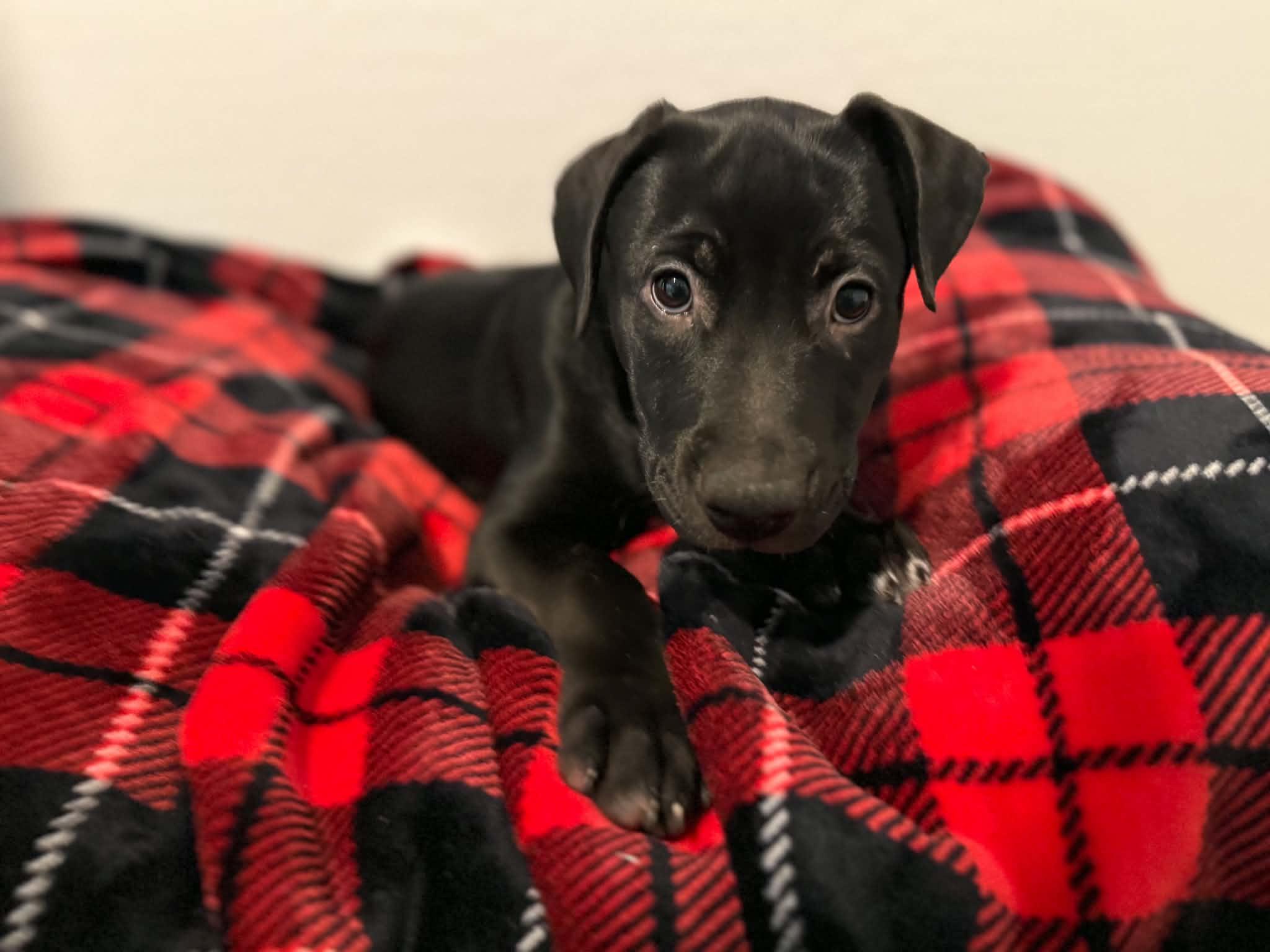 Enlarge Tori puppy - Tali, a Adoptable mixed breed in Glendale, AZ image 2/6