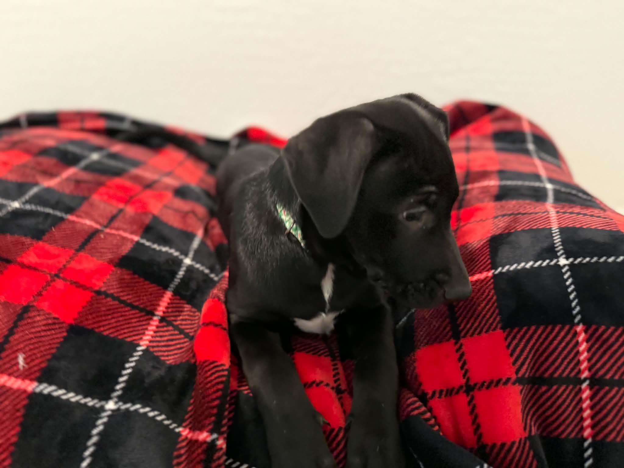 Enlarge Tori puppy - Tali, a Adoptable mixed breed in Glendale, AZ image 4/6