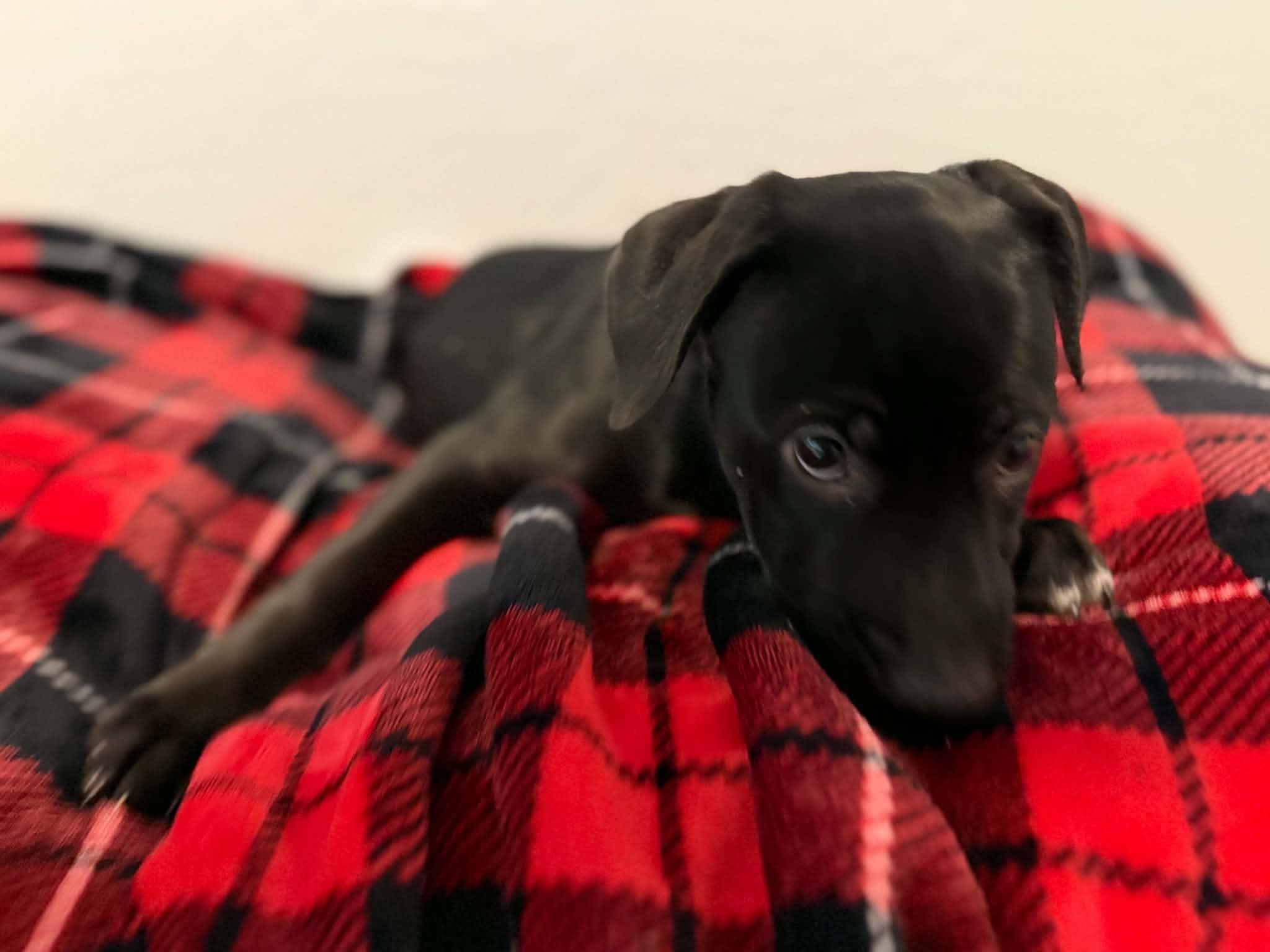 Enlarge Tori puppy - Tali, a Adoptable mixed breed in Glendale, AZ image 3/6