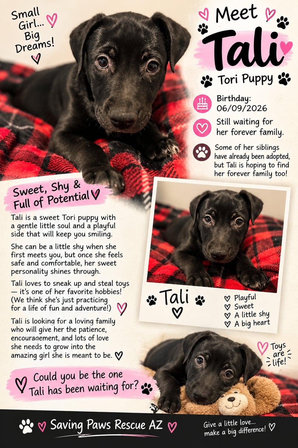 Enlarge Tori puppy - Tali, a Adoptable mixed breed in Glendale, AZ image 1/6
