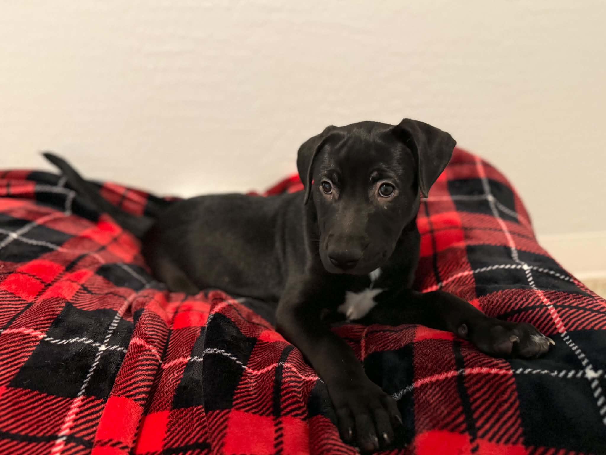 Enlarge Tori puppy - Tali, a Adoptable mixed breed in Glendale, AZ image 6/6