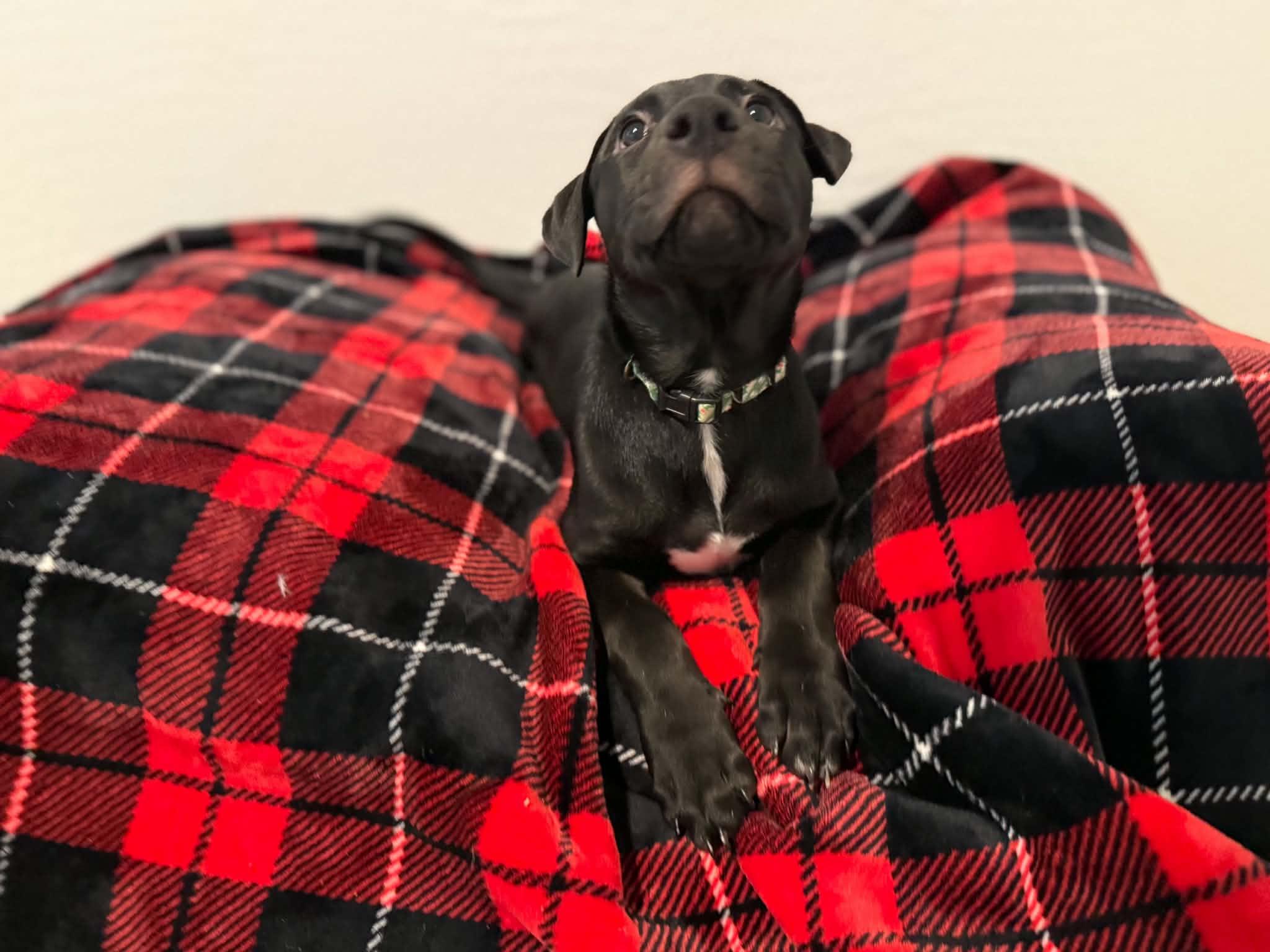 Enlarge Tori puppy - Tali, a Adoptable mixed breed in Glendale, AZ image 5/6