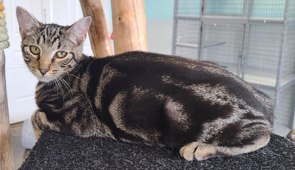 Max, Adoptable, Young Male Domestic Short Hair.