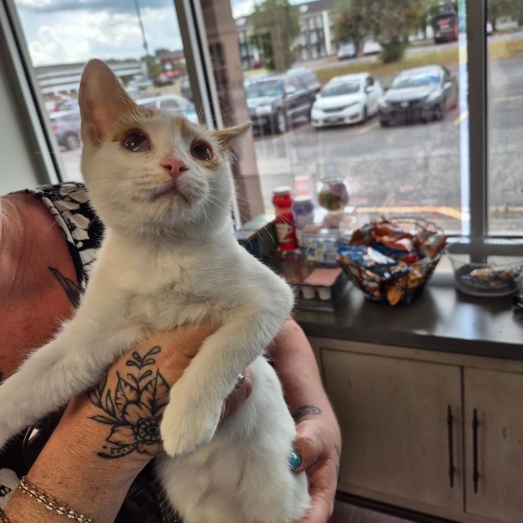 Speedy, Adoptable, Young Male Domestic Short Hair.