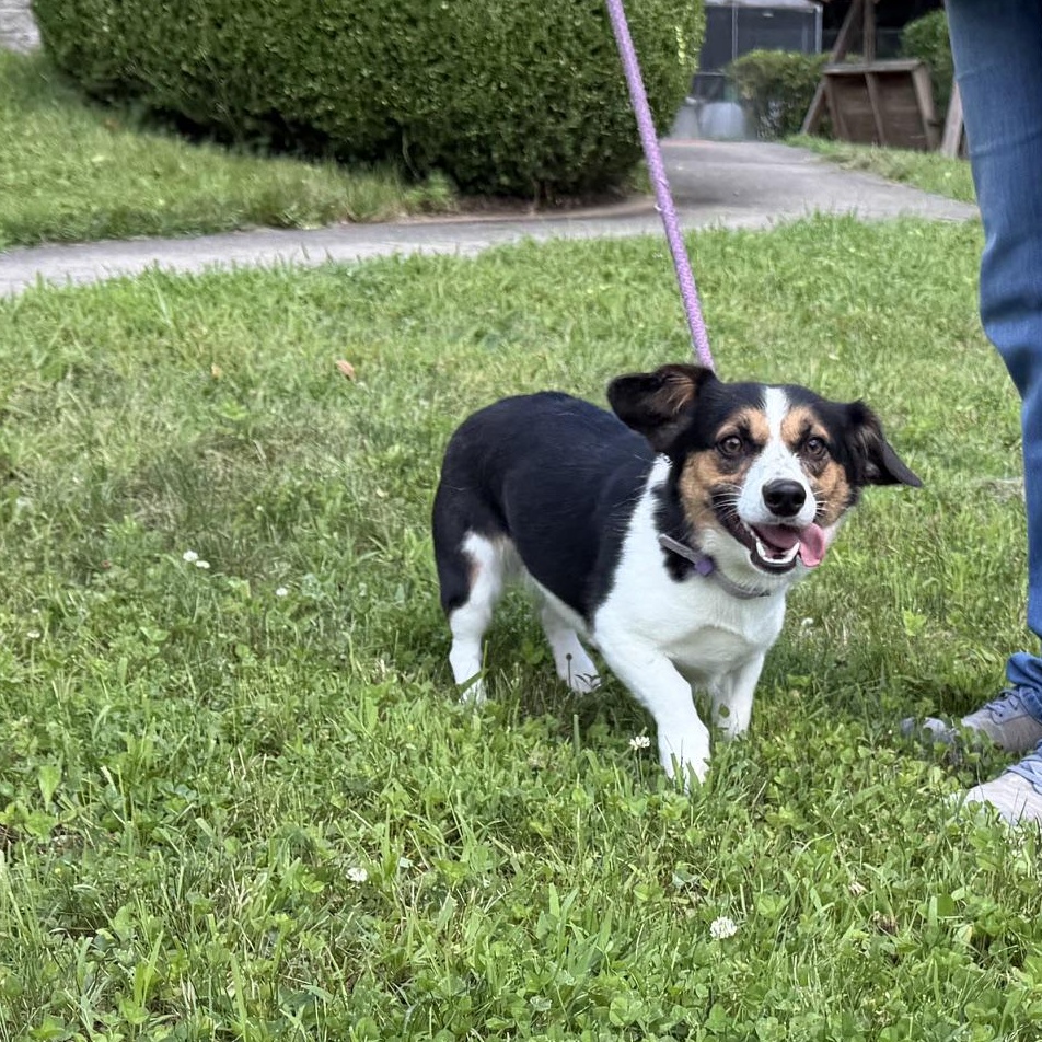 Stella, an adopted mixed breed in Latrobe, PA image 3/3