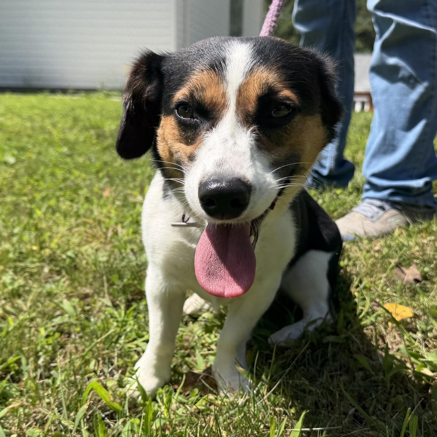 Stella, an adopted mixed breed in Latrobe, PA image 1/3