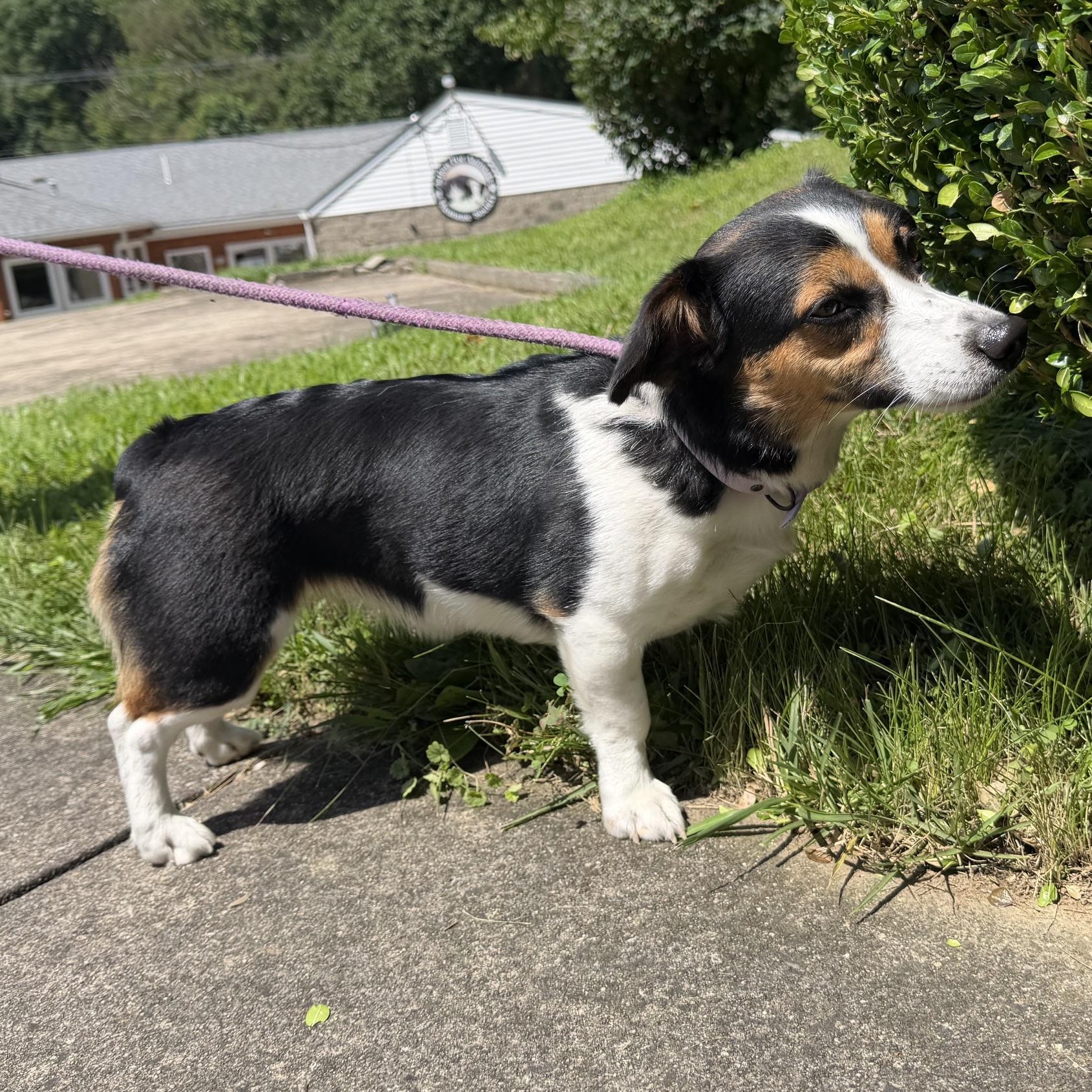 Stella, an adopted mixed breed in Latrobe, PA image 2/3