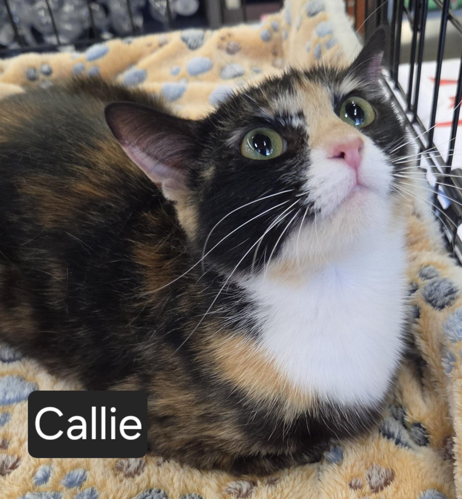 Enlarge Callie, a ADOPTABLE Domestic Short Hair in Green Brook, NJ image 1/1