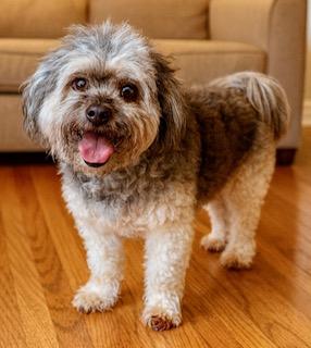 Brody, ADOPTABLE, Young Male Havanese & Poodle.