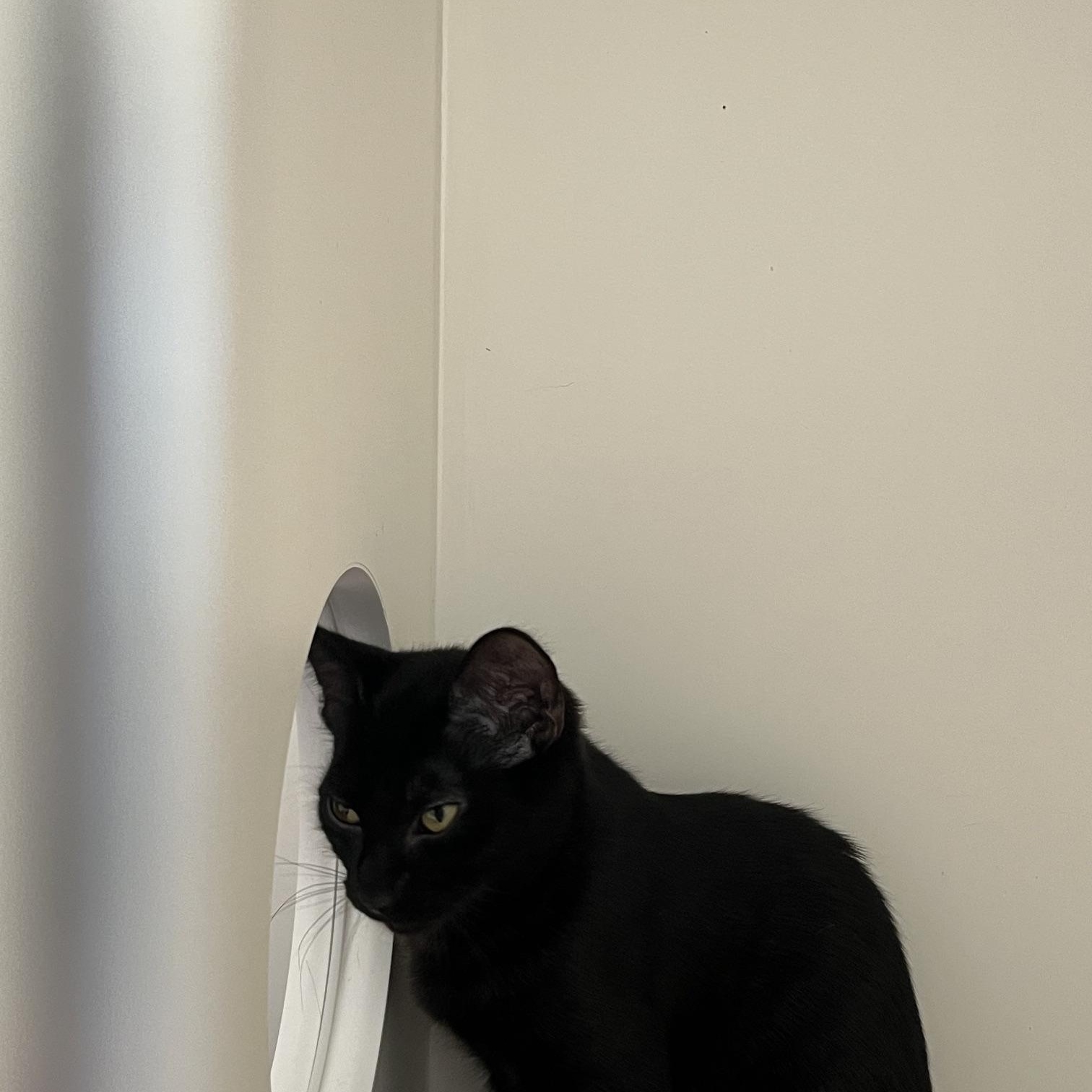 Enlarge Americano & Pecan (Aka Starbucks Crew 3), a Adoptable Domestic Short Hair in St Thomas, ON image 2/4