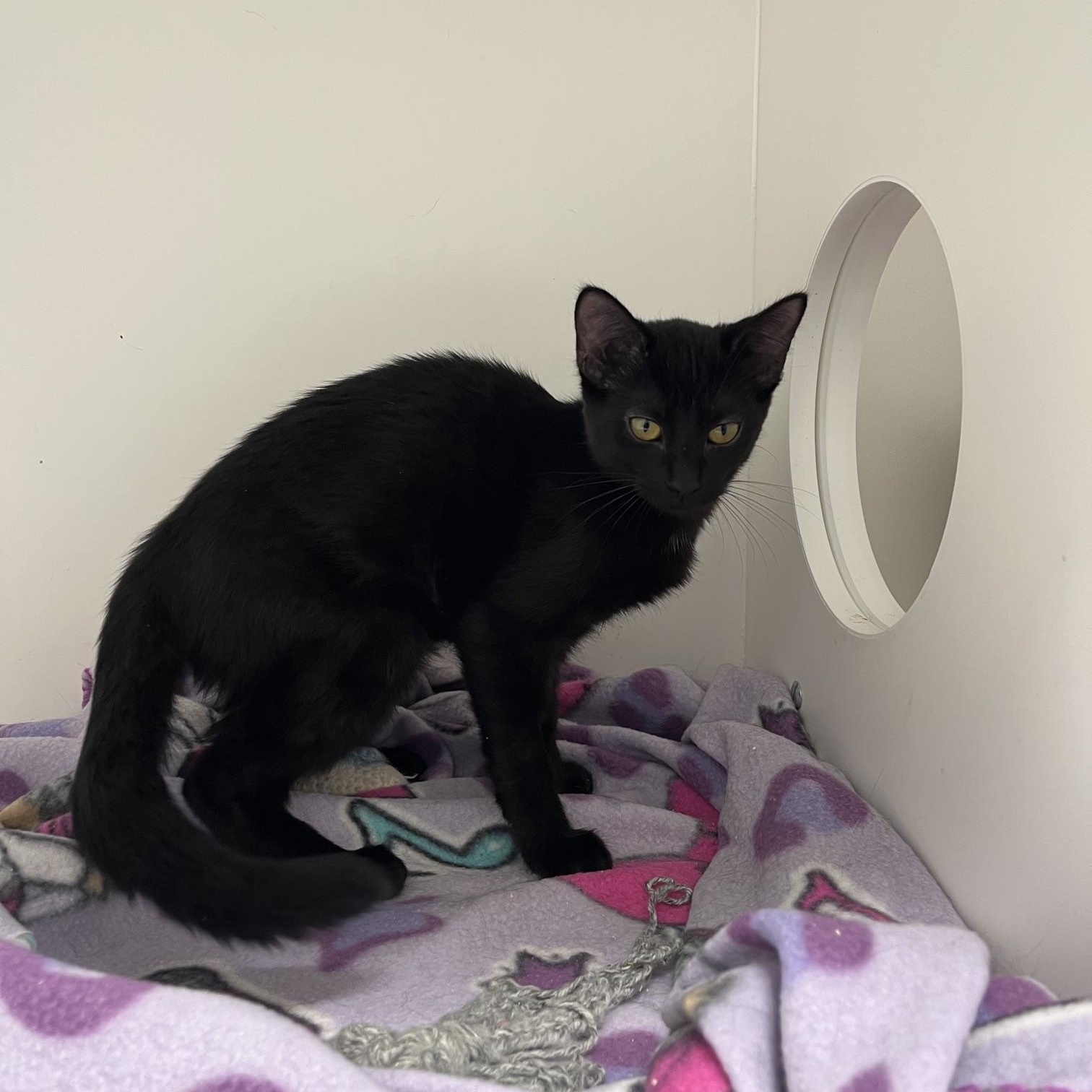 Enlarge Americano & Pecan (Aka Starbucks Crew 3), a Adoptable Domestic Short Hair in St Thomas, ON image 4/4