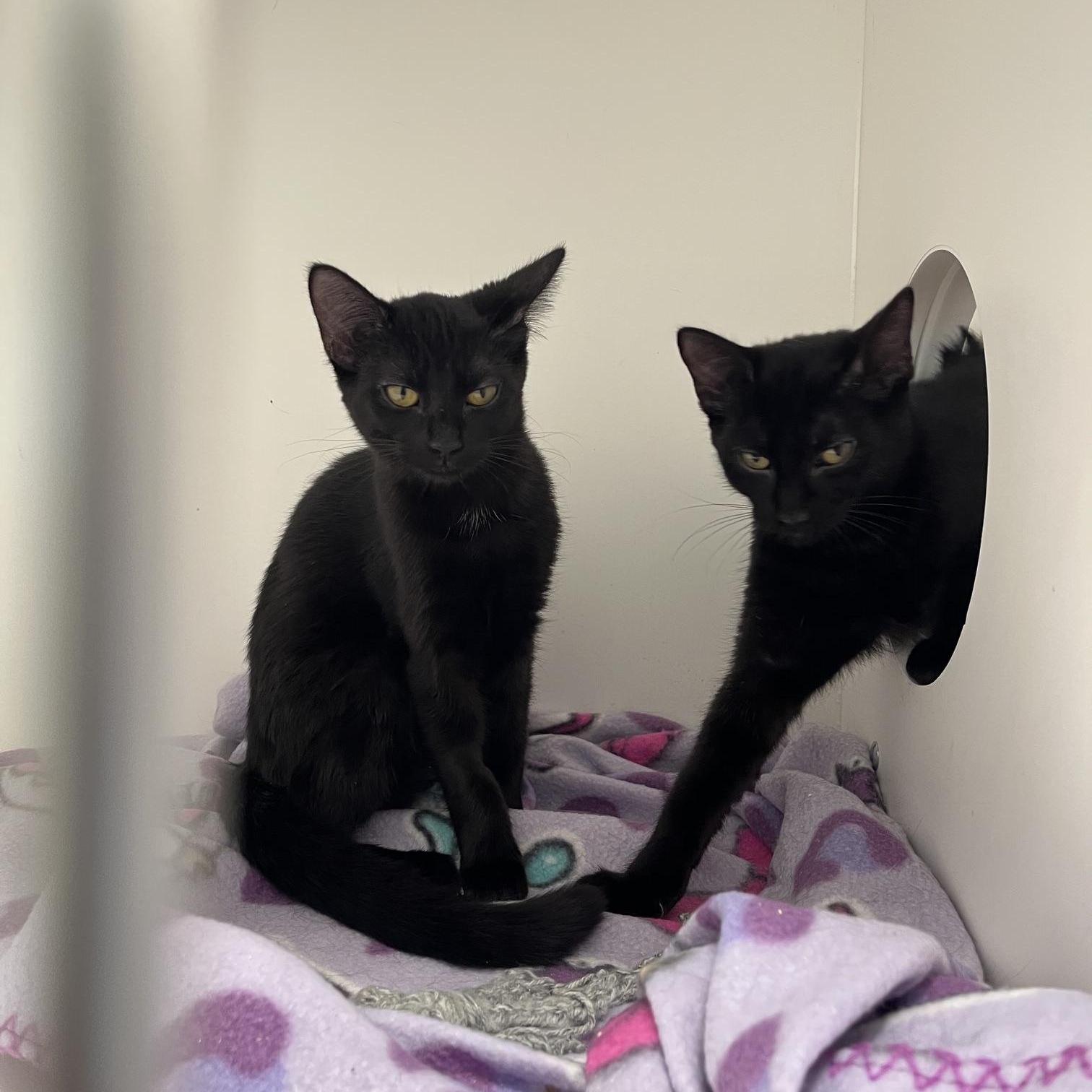 Enlarge Americano & Pecan (Aka Starbucks Crew 3), a Adoptable Domestic Short Hair in St Thomas, ON image 3/4