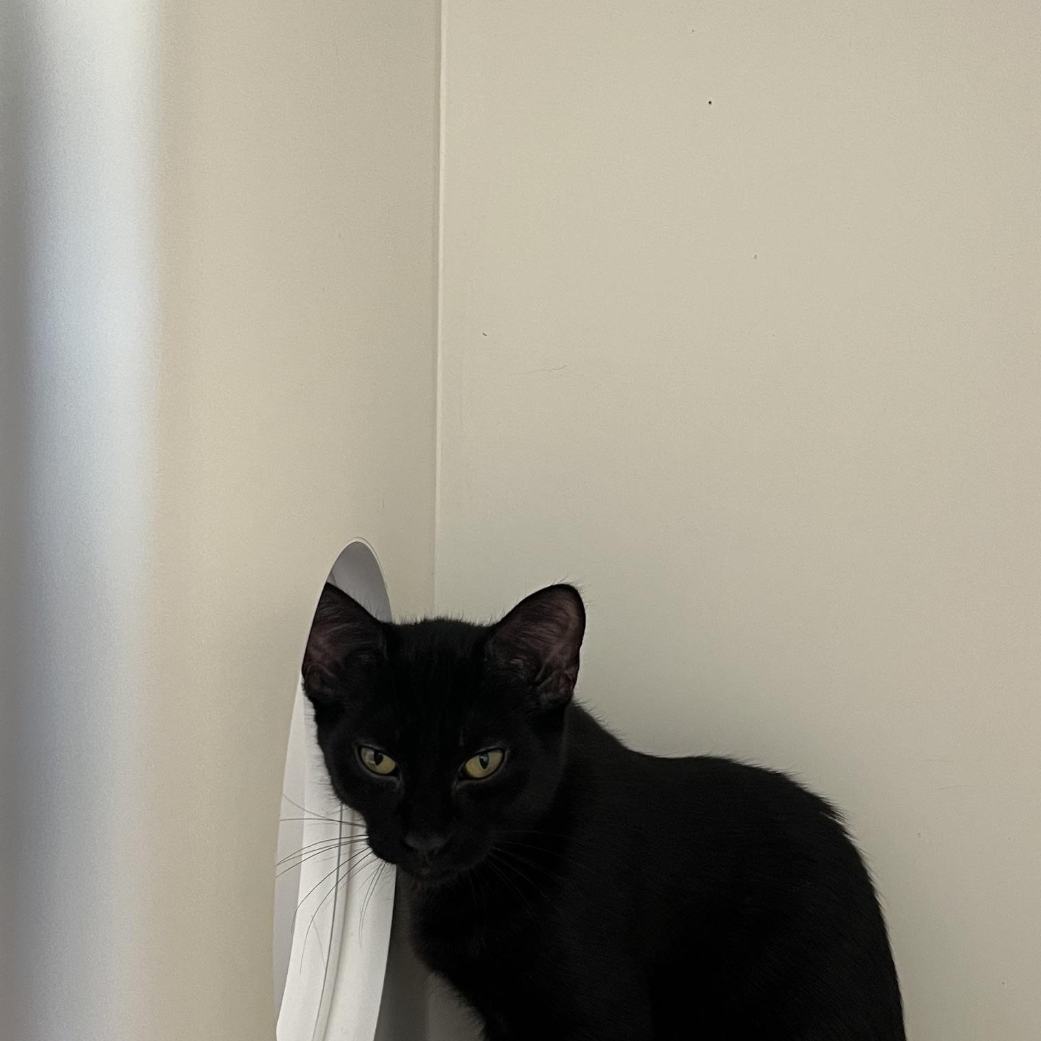 Americano & Pecan (Aka Starbucks Crew 3), Adoptable, Young Female Domestic Short Hair.