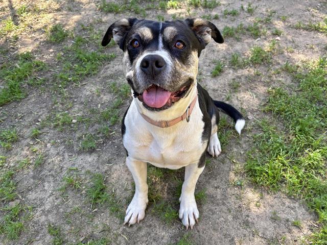 SWEETIE, Adoptable, Young Female Pit Bull Terrier.